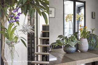 Elegant Time with Orchid